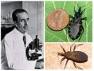 Carlus Chagas