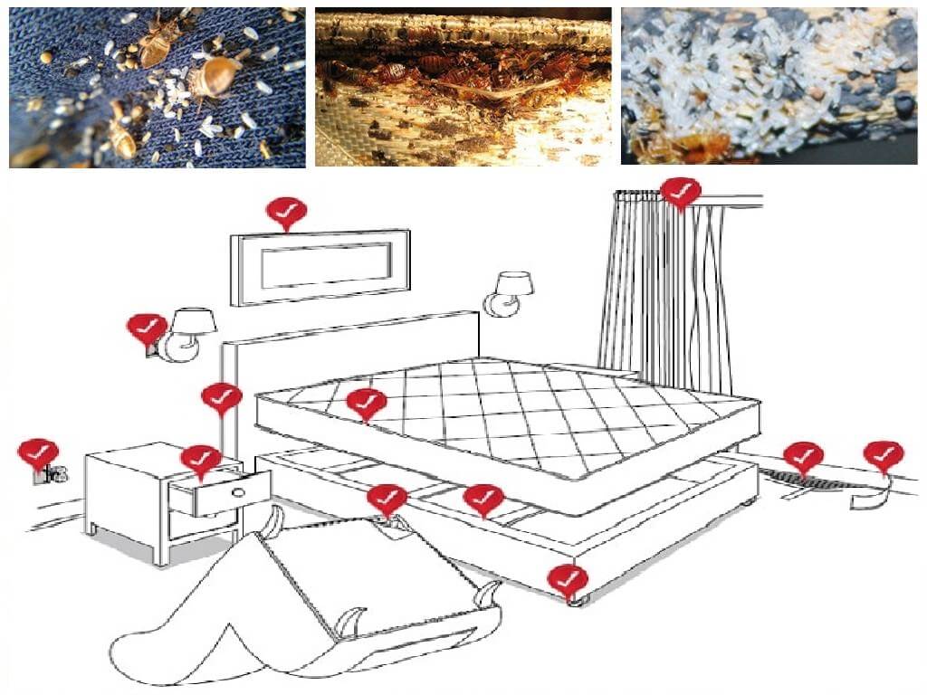 Hur du hanterar sängbugg på egen hand