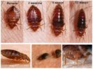 Bedbug Satiety