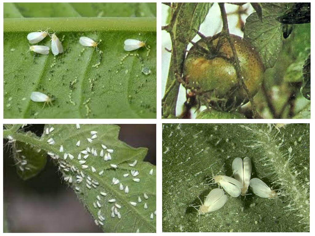 Metoder för att kontrollera whitefly på tomater i ett växthus