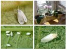 Whiteflies i orkidéer