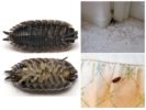 Woodlice-1