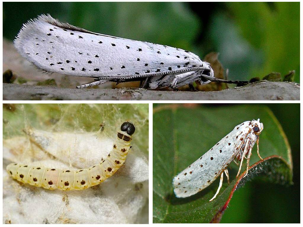 Apple moth - hur man hanterar det