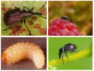 Strawberry Weevil Larvae