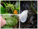 Whitefly i blommor