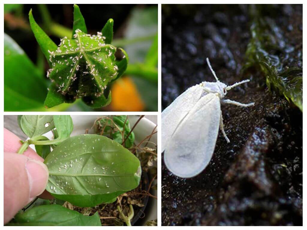 Hur man kan bli av med whiteflies på inomhusblommor