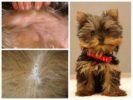 Yorkshire Terrier loppor