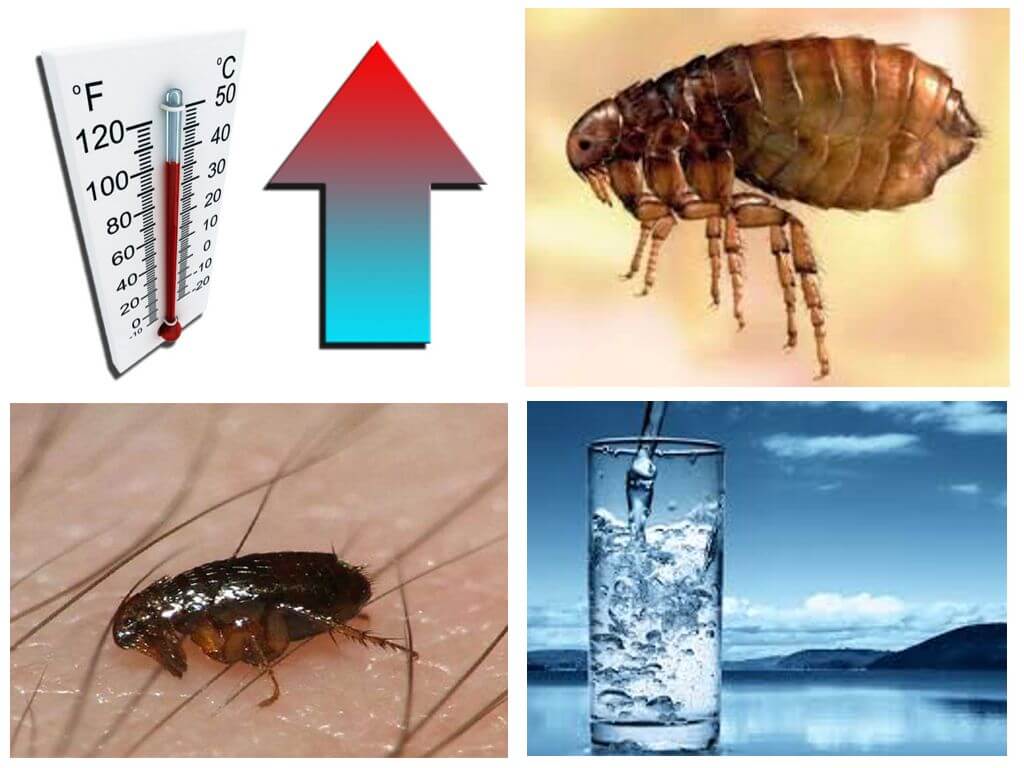 Vid vilken temperatur dör loppor och deras ägg?