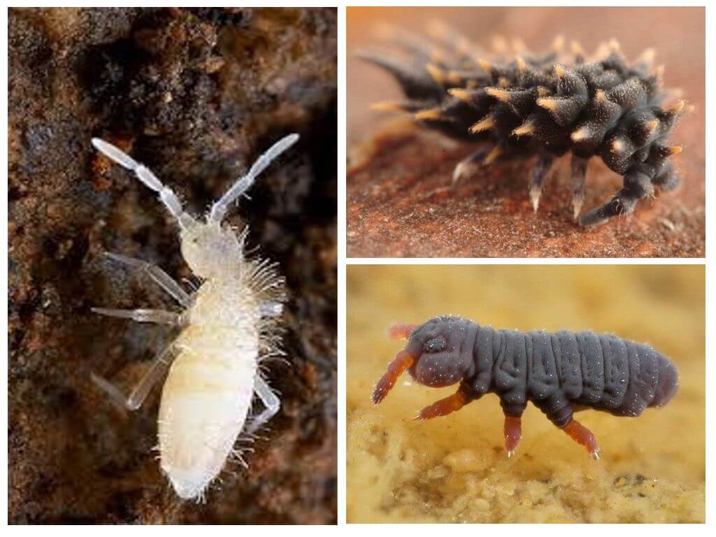 Collembolor, springtails, inomhusväxter