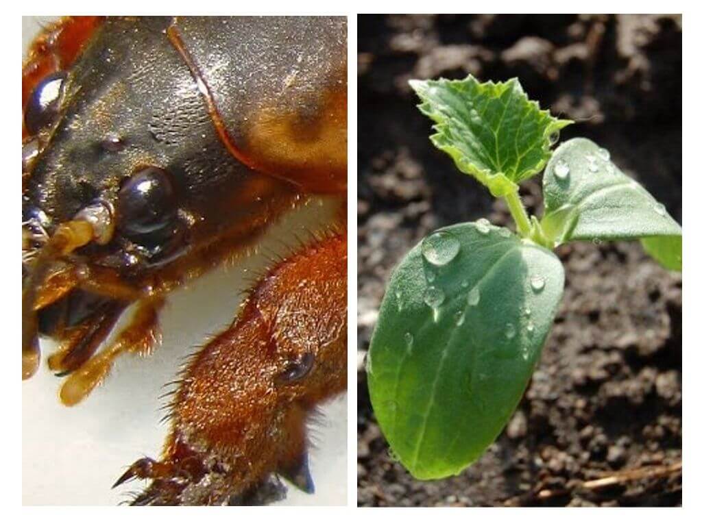 Hur man skyddar plantor från björnen