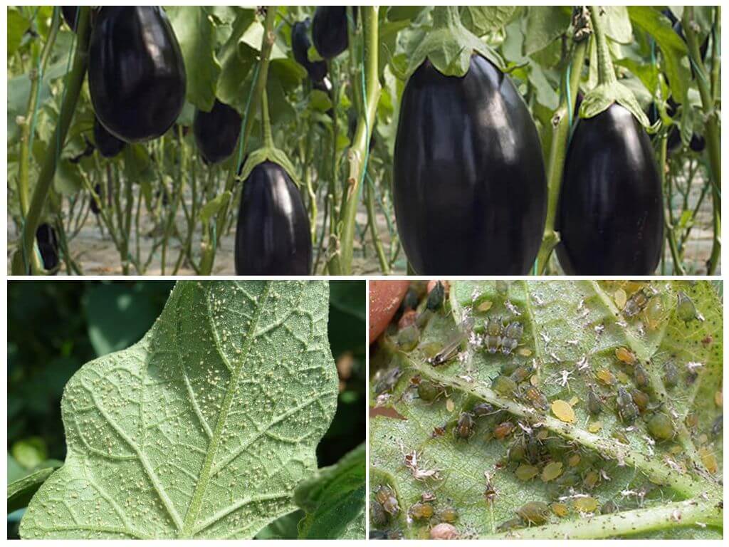 Hur man hanterar aubergine bladlöss hemma