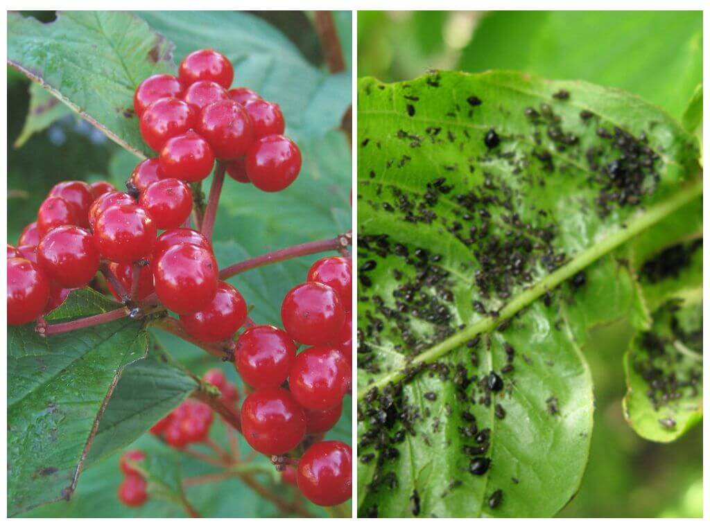 Hur och hur man behandlar viburnum från bladlöss