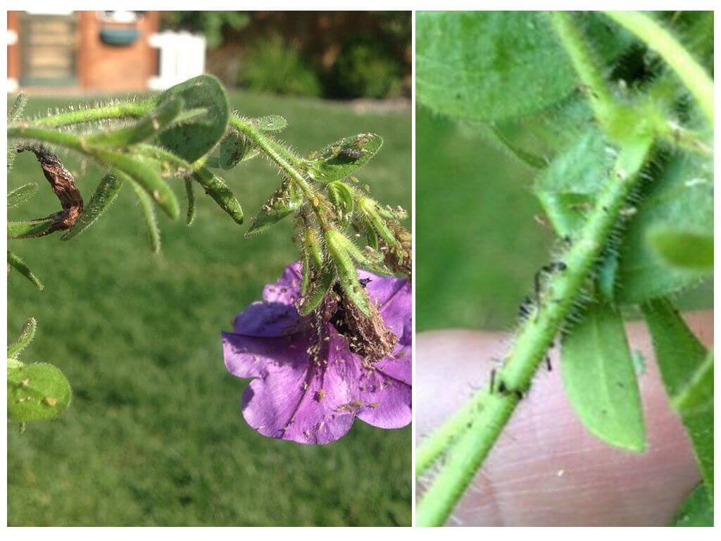 Hur man hanterar bladlöss på petunias folk- och lagringsverktyg