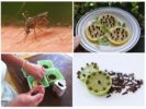 Citron och kryddnejlika för skydd mot flygande insekter