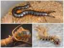 Krim Scolopendra