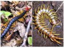 Millipede