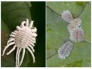 mealybug