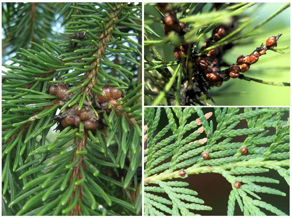 Hur man hanterar skala insekter på thuja och granträd