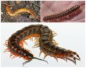 Scolopendra