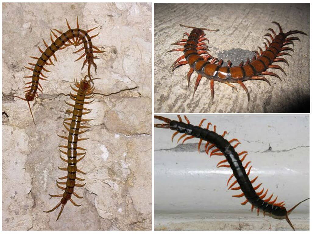 Scolopendra i Krasnodar territorium