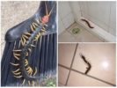 Scolopendra i huset