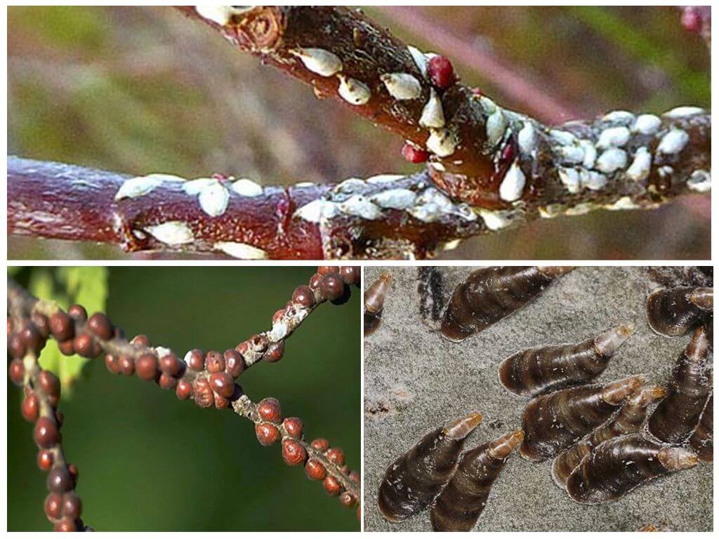 Hur man hanterar skala insekter i trädgården på plommon, körsbär och andra träd