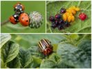 Colorado beetle fighter insekter