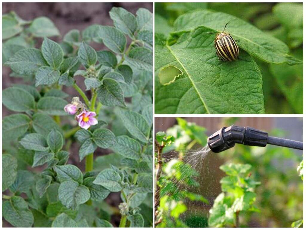 Är det möjligt att bearbeta potatis från Colorado potatisbaggar under blomningen?