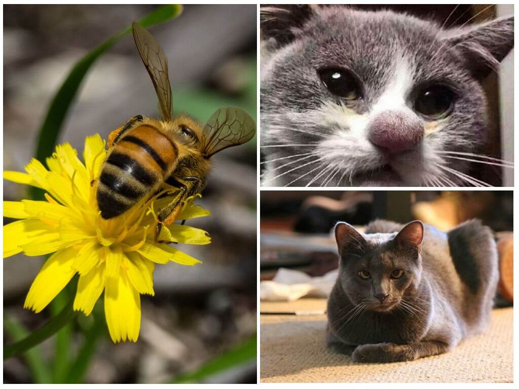 Vad man ska göra om en katt bittes av ett bi