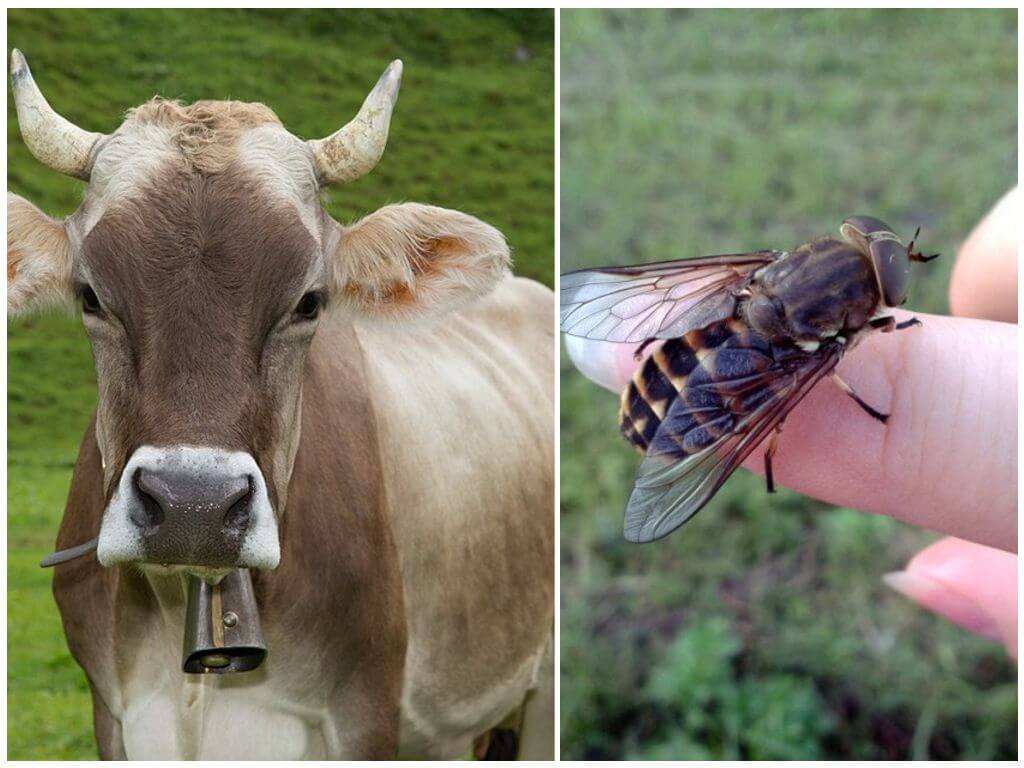 Hur man bearbetar en ko från händelser och hästflug hemma