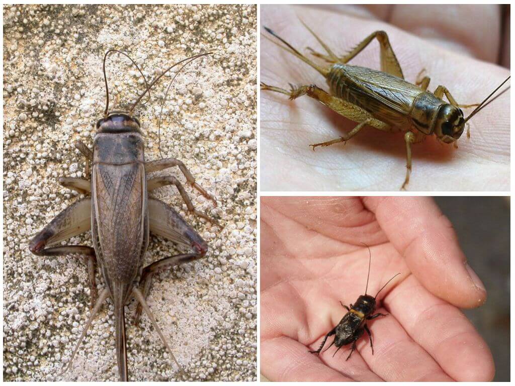 Skillnader mellan cricket och cicada