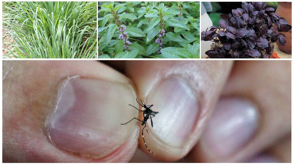 Vilka växter stöter mygg: gräs, träd och blommor