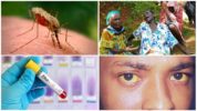 Zika, West Nile och Yellow Fever-virus