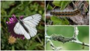 Caterpillar och hagtornfjäril