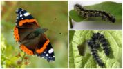 Admiral Butterfly Caterpillars