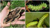 Peacock Eye Caterpillar