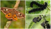 Peacock-Eye Caterpillars