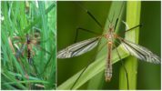 crane-fly