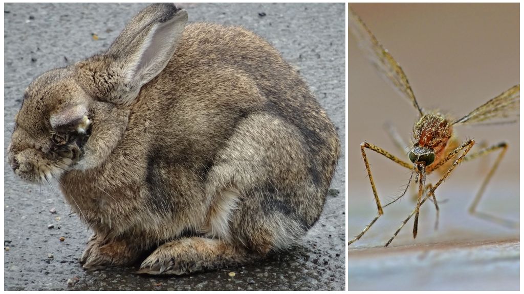 Hur man räddar kaniner från myggor på gatan och i kanin