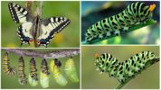 Swallowtail larv