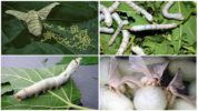 Silkworm Caterpillars