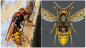 European Hornet