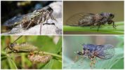 Mountain cicada