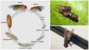 Livscykeln för en vanlig fluga