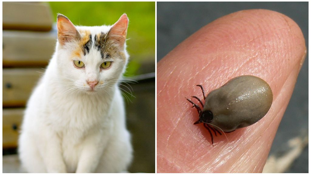 Vad man ska göra om en katt blir biten av en fästing