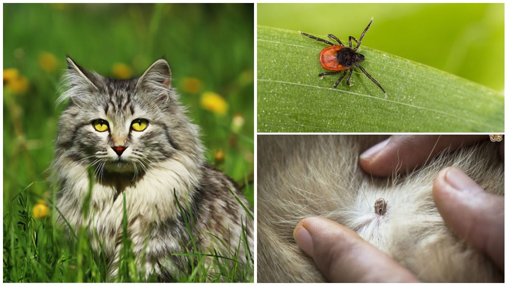 Vad man ska göra och hur man behandlar en fästing i en katt eller katt