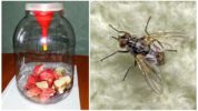 Glass Jar Fly Trap