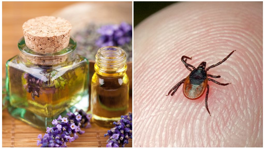 Anti-Tick Essential Oil