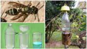 Plastflaska Wasp Trap