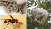 Wasp Nest